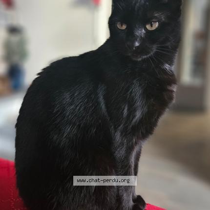 Photo 1/1 Chat retrouvé Perdu à Palaiseau