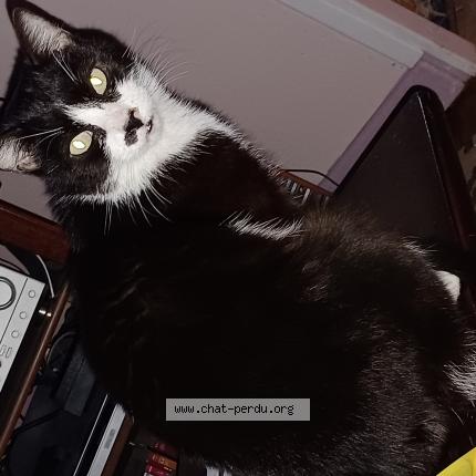 Photo de chat perdu à Ledergues