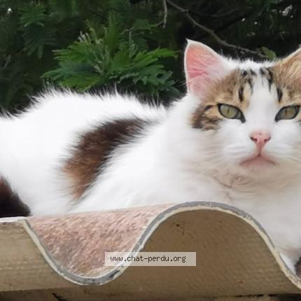 Photo 1/1 Chat retrouvé Perdu à Roquebrune Sur Argens