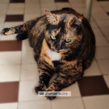 Photo de chat perdu à Chartres