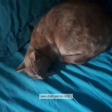 Photo de chat perdu à L Union