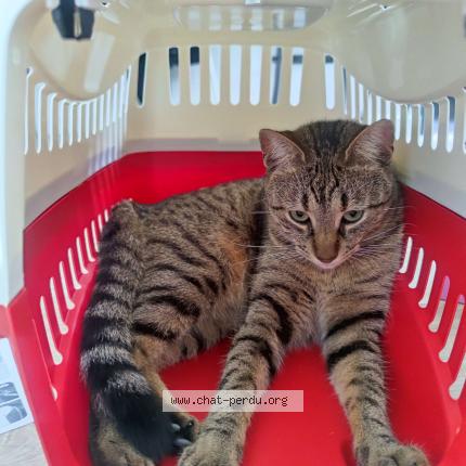 Photo 1/1 Chat retrouvé Perdu à Pontoise