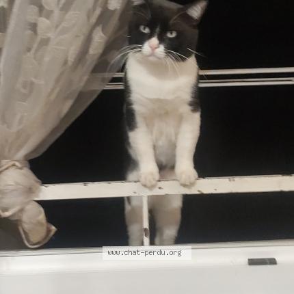 Photo de chat perdu à Sete