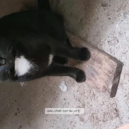 Photo de chat perdu à Fontaine Sous Jouy