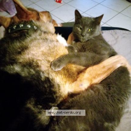 Photo 1/1 Chat retrouvé Perdu à La batie montgascon