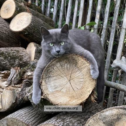 Photo de chat perdu à Ornacieux Balbins