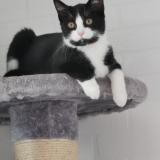 Photo de chat perdu à Saint Michel Sur Orge