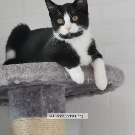 Photo 1/1 Mindy Chat perdu à Saint michel sur orge