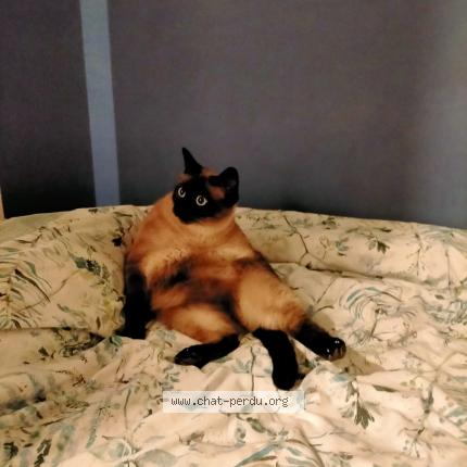 Photo de chat perdu à Vitry Sur Seine