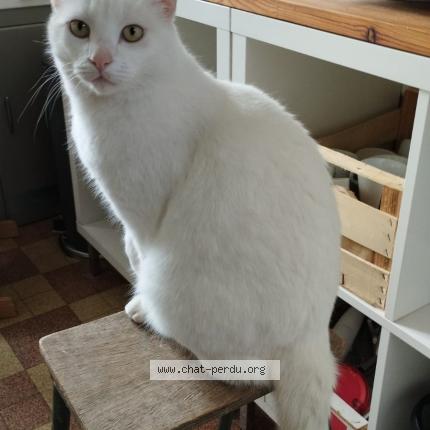 Photo de chat perdu à Chambray