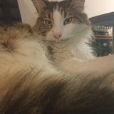 Photo de chat perdu à Versailles