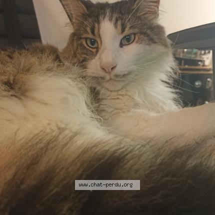 Photo 1/1 Chat retrouvé Perdu à Versailles