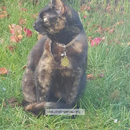 Photo de chat perdu à Nantes
