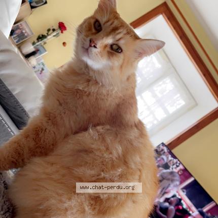 Photo de chat perdu à Le Langon