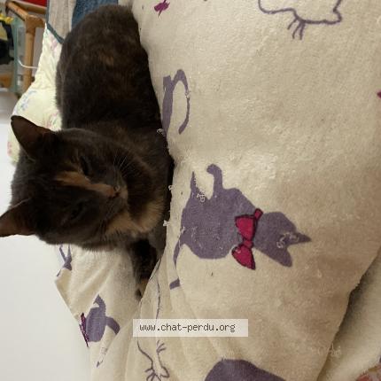 Photo 1/1 Aglaé Chat perdu à Mayenne