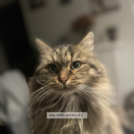 Photo de chat perdu à La Fere