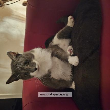 Photo de chat perdu à Begles
