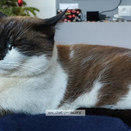 Photo de chat perdu à Marseillan