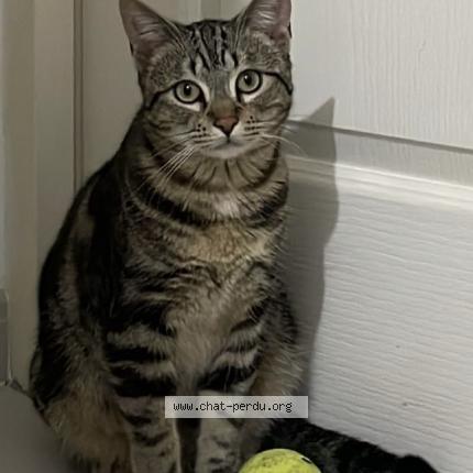 Photo de chat perdu à Montpellier