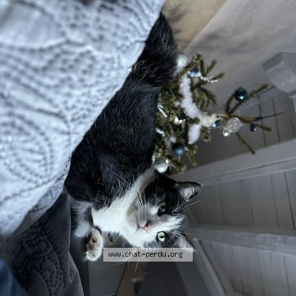 Photo de chat perdu à St Blaise