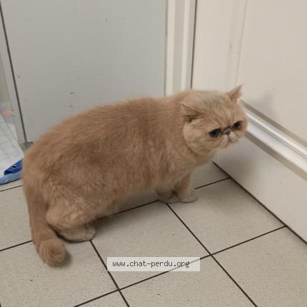 Photo de chat trouvé à Paris