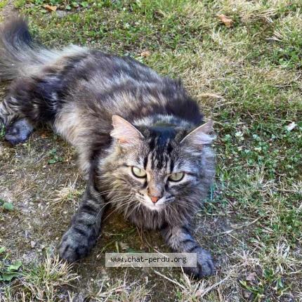Photo de chat perdu à Noyal Sur Vilaine