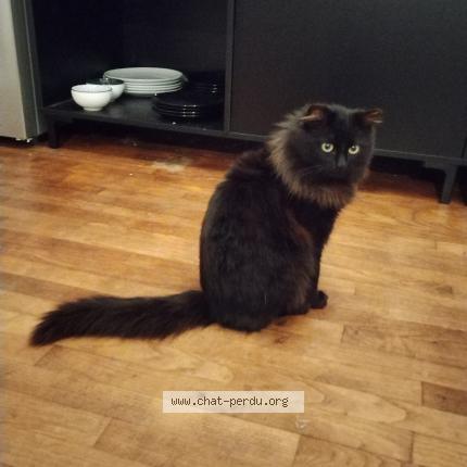 Photo de chat perdu à Carnac