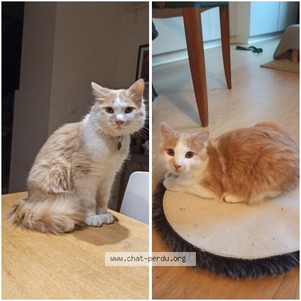Photo de chat perdu à Caluire Et Cuire