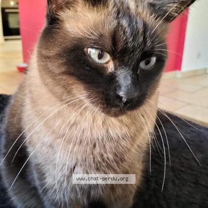 Photo de chat perdu à Etaing