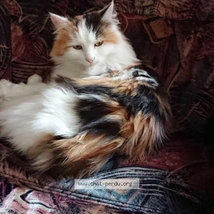 Photo 1/1 Chat retrouvé Perdu à Loches