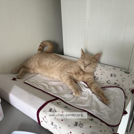Photo de chat perdu à Chalons En Champagne