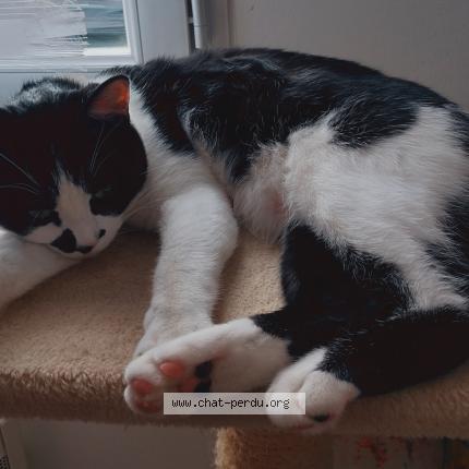 Photo de chat perdu à Saint Augustin Des Bois