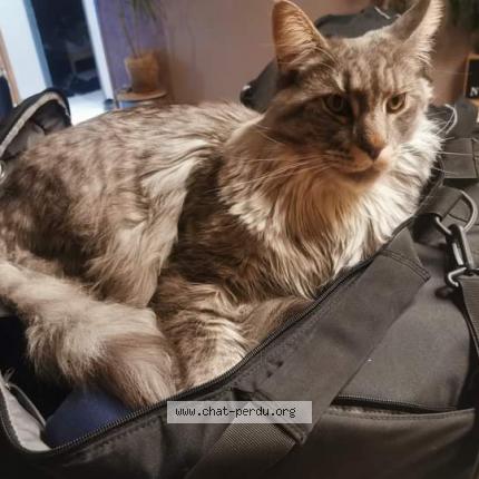 Photo de chat perdu à Pont Du Chateau