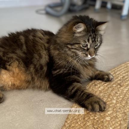 Photo 1/2 Django Chat perdu à Campsas
