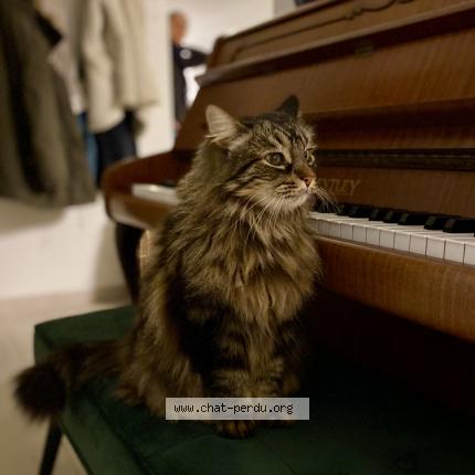 Photo 2/2 Django Chat perdu à Campsas