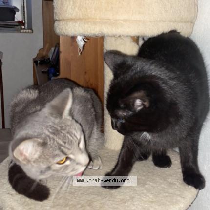 Photo de chat perdu à Erstein