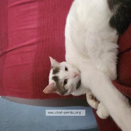 Photo 1/1 Chat retrouvé Perdu à La Croix Saint Leufroy