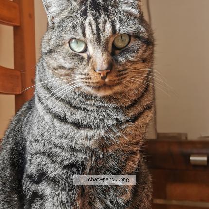 Photo de chat perdu à Montpezat De Quercy