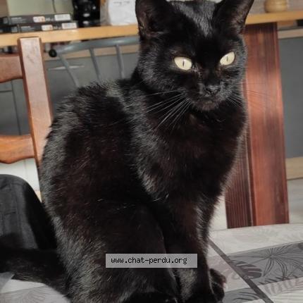 Photo 1/1 Chat retrouvé Perdu à Beziers