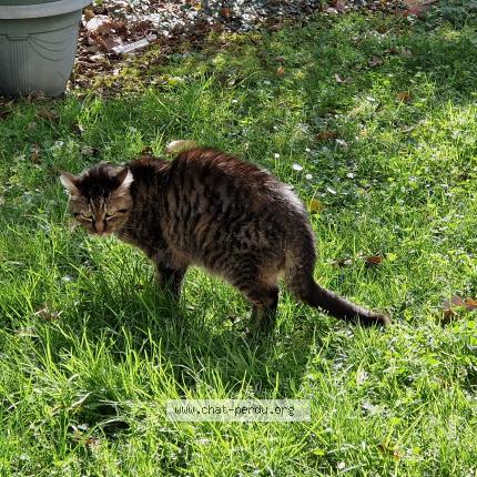 Photo de chat perdu à Montreuil Juigne