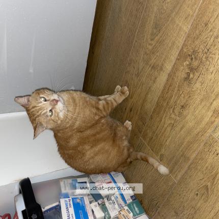 Photo de chat trouvé à La Neuville Chant D Oisel