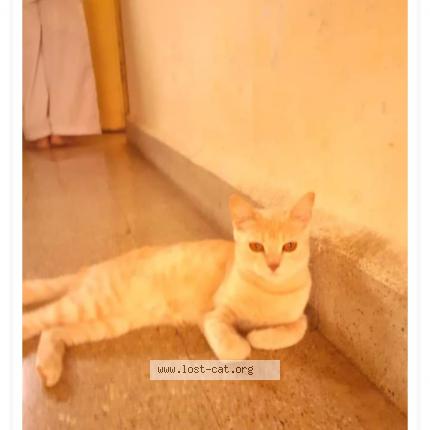 Photo 1/1 Antenna Chat perdu à Pune