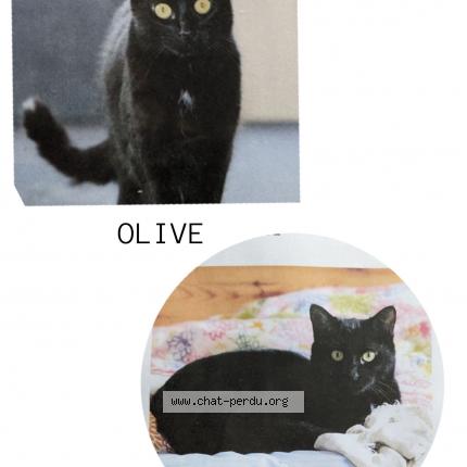 Photo de chat perdu à Erstein