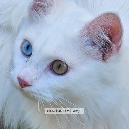 Photo de chat perdu à Perpignan