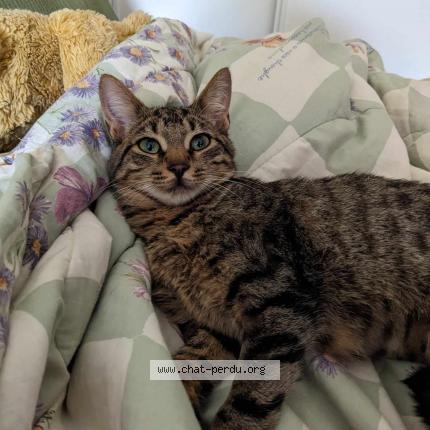 Photo de chat perdu à Carquefou