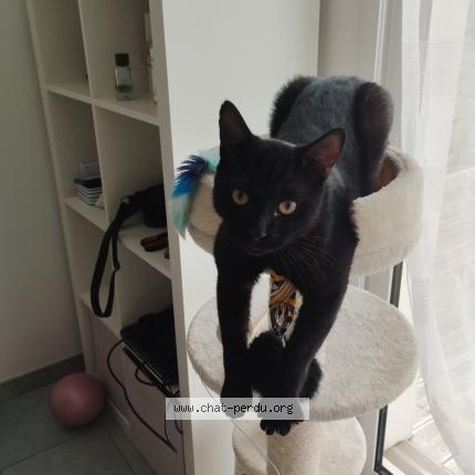 Photo de chat perdu à Quervert