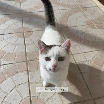Photo de chat trouvé à Saint Alpinien