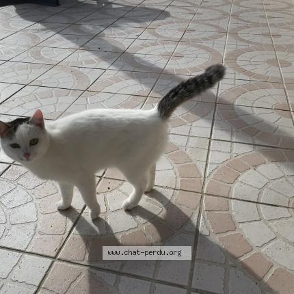 Photo 2/2 Chat retrouvé Trouvé à Saint Alpinien