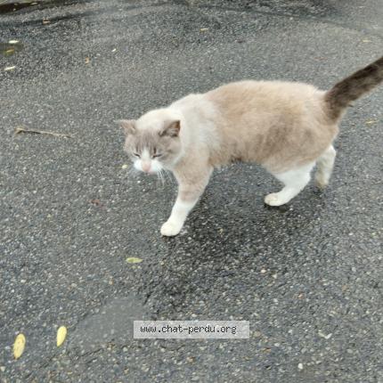 Photo 1/1 Chat retrouvé Perdu à Brest