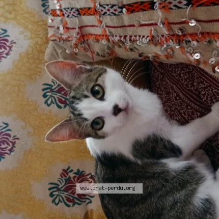 Photo 1/1 Chat retrouvé Perdu à Houilles